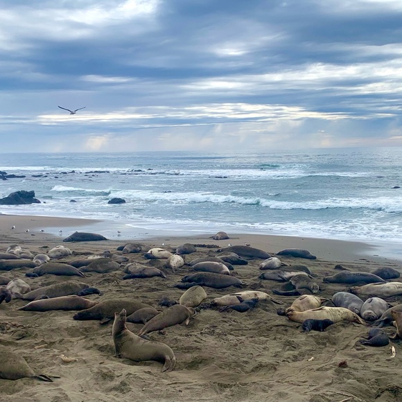 “ Salty Toes & Sandy Kisses” LISTING’s from the Sea! ✨Informational Post✨ - Picture 3 of 14